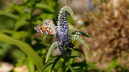 un papillon Vanessa (Belle Dame) dans un environnement coloré © fzrmailbox