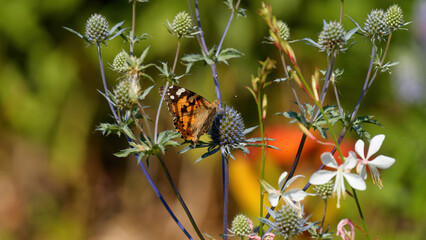 un papillon Vanessa (Belle Dame) dans un environnement coloré © fzrmailbox