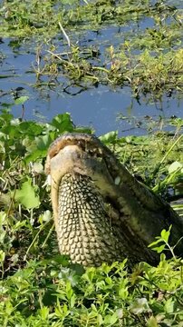 Old American Alligator Missing Teeth Bellowing 