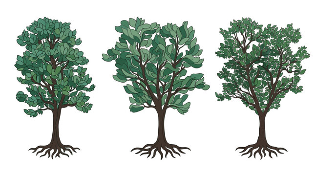 Drei stilisierte B&auml;ume mit sichtbaren Wurzeln in einer flachen Vektorillustration, isoliert auf einem wei&szlig;en Hintergrund f&uuml;r Designprojekte und Naturgrafiken.