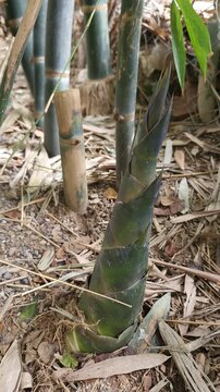 Close up of young bamboo shoot growing from the ground