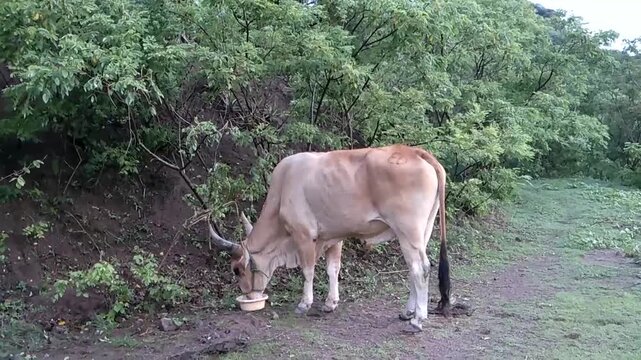 Grazing ox eating mineral salt supplement in a rural pasture