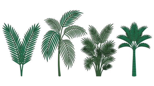 Conjunto de quatro ilustra&ccedil;&otilde;es vetoriais de palmeiras tropicais e plantas ex&oacute;ticas isoladas em fundo branco para design bot&acirc;nico e decora&ccedil;&atilde;o de interiores