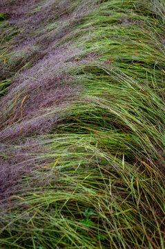 Pink Muhly Grass. Colorful spring field grasses bent over after after a morning rain producing an abstract texture. The grass forms dense clumps, typically growing 2 to 3 feet tall and wide.
