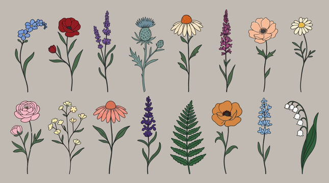 Conjunto de ilustraciones vectoriales de flores silvestres y plantas dibujadas a mano con un estilo bot&aacute;nico minimalista sobre un fondo neutro, ideal para dise&ntilde;o gr&aacute;fico y decoraci&oacute;n.