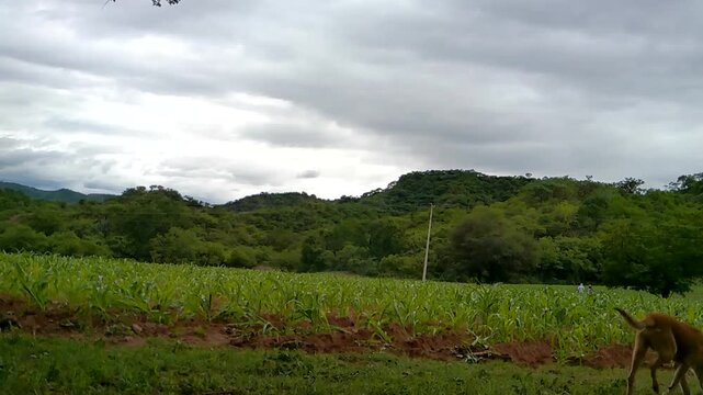 Watchdog running happily through green aisles of cornfield plantation