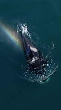 Aerial top view of killer whales orcas swimming in the deep blue ocean and blowing water creating a beautiful rainbow effect