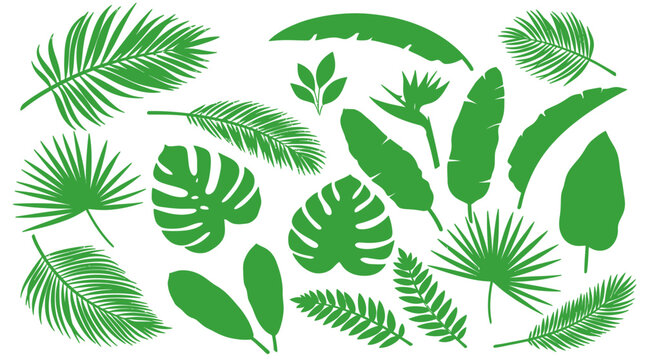 Conjunto de ilustraciones vectoriales planas con diversas hojas tropicales verdes y follaje ex&oacute;tico sobre un fondo blanco aislado para dise&ntilde;o gr&aacute;fico y decoraci&oacute;n bot&aacute;nica