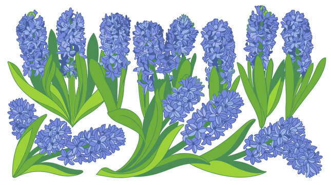 Illustrazione vettoriale di un gruppo di fiori di giacinto blu con foglie verdi vibranti su sfondo bianco, ideale per design floreali primaverili e decorazioni botaniche.