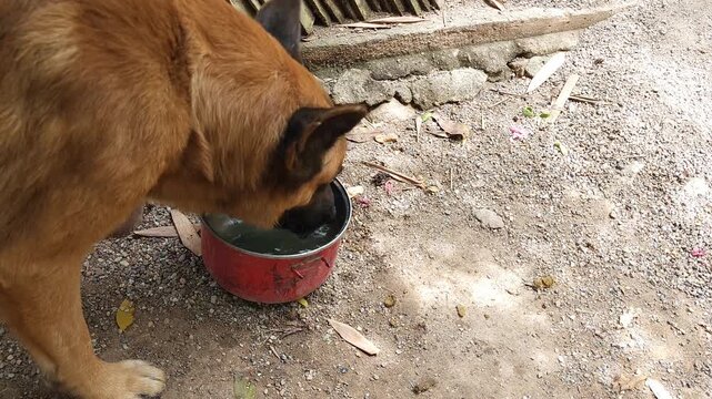 Close up of domestic dog drinking fresh water from bowl