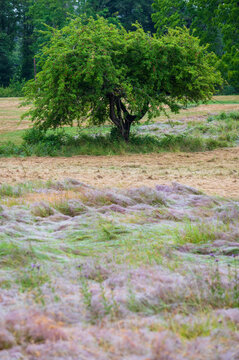 Apple tree in a grassy early spring field. Apples hang from branches promising a fall bounty in a few short months.