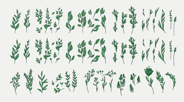 Set di illustrazioni botaniche disegnate a mano con vari rami, foglie verdi e piccoli fiori su sfondo neutro, ideale per design grafico, decorazioni naturali e progetti creativi.