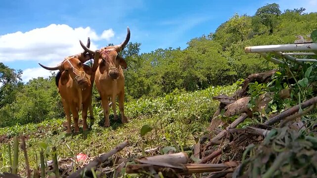 Pair of working oxen resting in field looking directly at camera