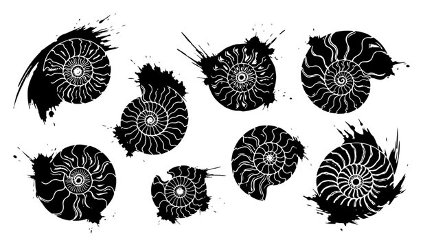 Ammonite fossil shells with grunge paint splatters and detailed spiral patterns