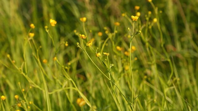4K Close-up Yellow Wildflowers Swaying in Green Grass Field with Dappled Sunlight and Soft Bokeh Background