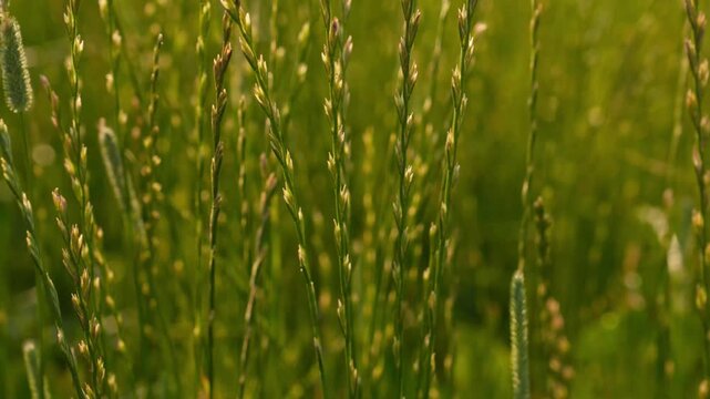 4K Tall Green Grass Blades Swaying Gently in Sunlight Breeze Natural Meadow B-Roll Peaceful Organic Growth Motion