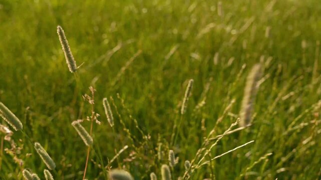 4K Close-up Green Grass Seed Heads Swaying Gently in Breeze Natural Field Background Peaceful Motion for Ecology and Agriculture