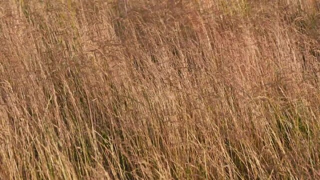 4K Dry Tall Grass Swaying Wind Nature Field Rural Breeze Peaceful Natural Organic Background Motion Loopable Footage