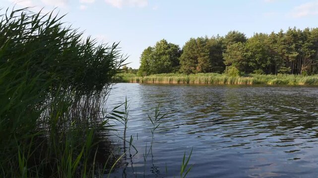 Calm Water Ripples Gentle Breeze by Lush Greenery Lakeside Forest 4K Footage Video