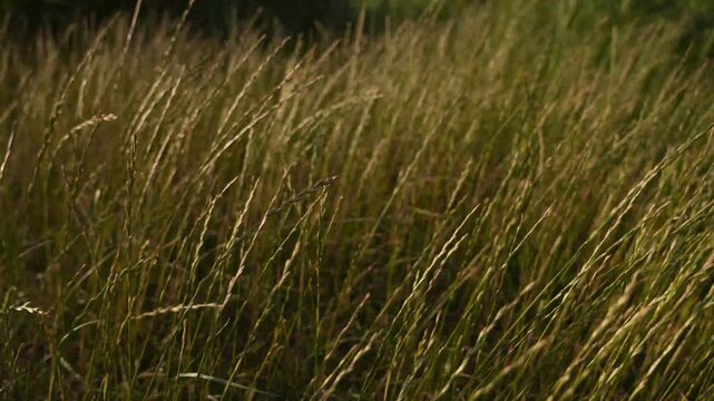 4K Dry Grass Blades Swaying in Gentle Breeze Dappled Sunlight Outdoors Natural Field Peaceful Motion Loopable Broll