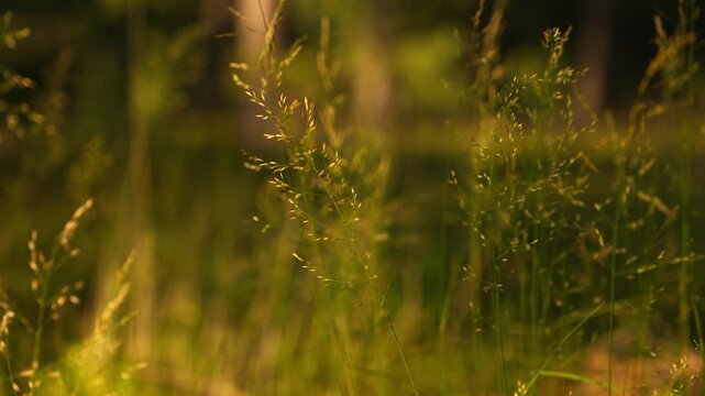 4K Close-up Tall Grass Blades Swaying Gently in Golden Hour Sunlight Peaceful Nature Background Motion