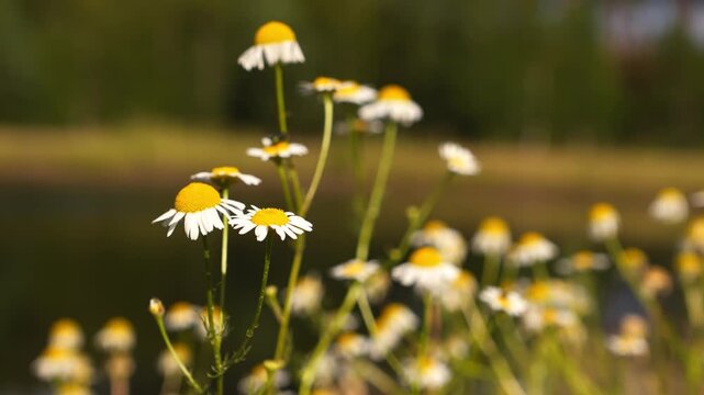 4K 4K Chamomile Flowers Swaying Gentle Breeze Meadow Daylight Sunlight Soft Motion Botanical Blooming Natural Background