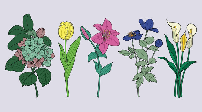 Zestaw kolorowych ilustracji kwiat&oacute;w ogrodowych, w tym hortensja, tulipan, lilia, zawilec i kalia, przedstawionych w stylu rysunkowym na jasnym tle.