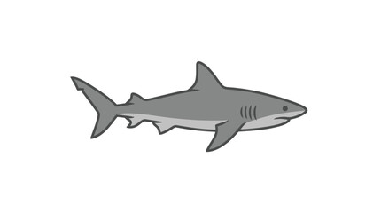 Fototapeta premium Gray shark swimming in water column.