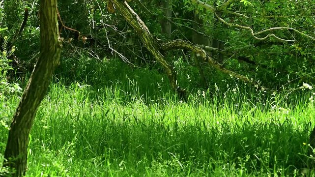 Poplar fluff and seeds blowing in the wind over a lush green grass meadow in a sunny summer forest, floating white cottonwood pollen causing seasonal allergy and hay fever concept, slow motion