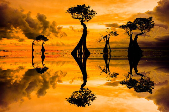 Pantai Walakiri Dancing Mangrove Trees silhouettes at Sunset in East Sumba