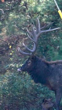 Elk Bull Shaking after Raking During the Rut 