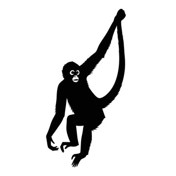 Spider Monkey Silhouette Hanging on White Background