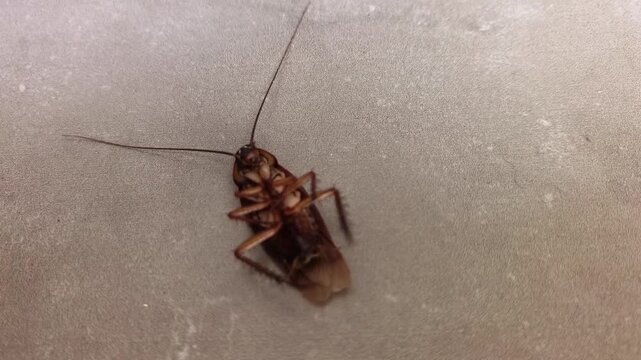  Cockroach upside down 