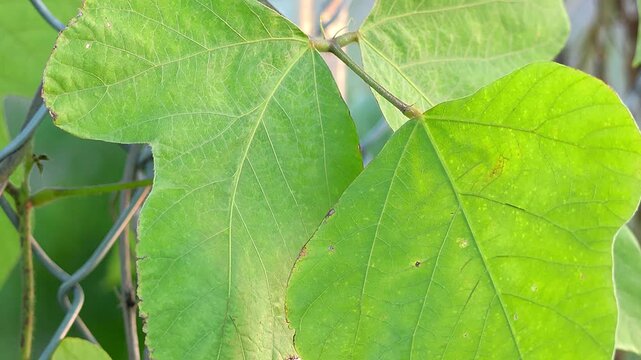 Detailed Close Up of Green Kudzu Leaf Veins in Early Morning Light
