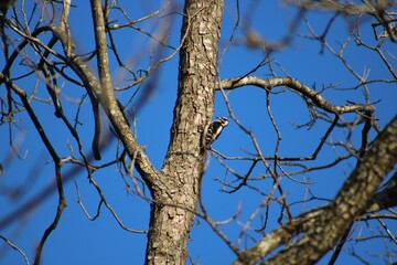 Fototapeta premium Woodpecker pecking