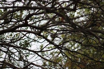 titmouse in trees © Joshua