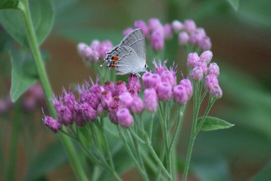 Butterfly on fleabane