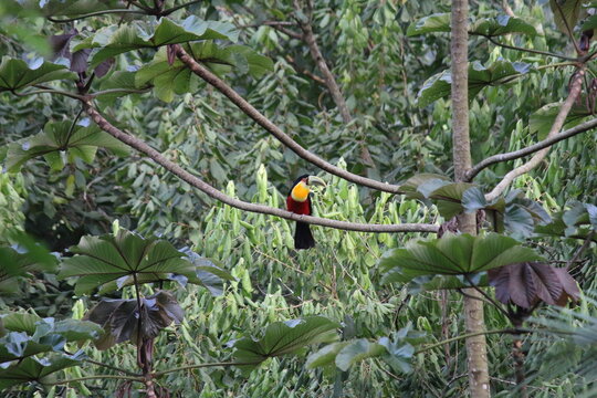 Diverse wildlife of Brazil featuring tropical birds, monkeys, and mammals in the Atlantic Forest rainforest.