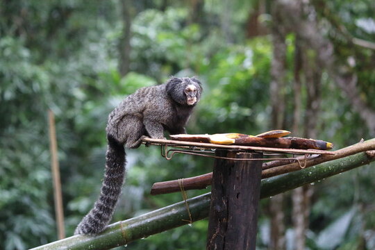 Diverse wildlife of Brazil featuring tropical birds, monkeys, and mammals in the Atlantic Forest rainforest.