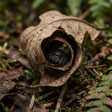Closeup of a tortoise peeking from its shell in nature.