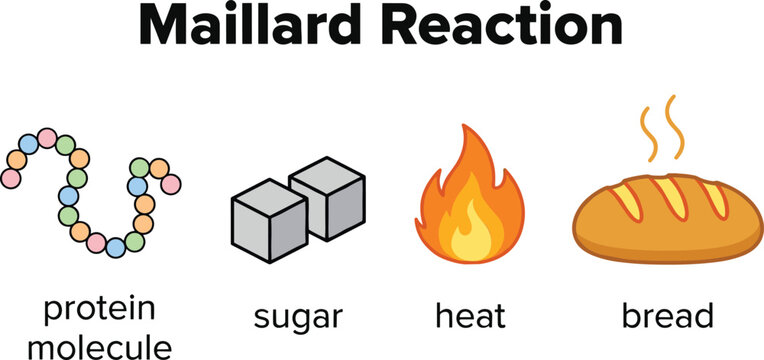 Maillard Reaction Process Educational Food Science Illustration, Protein Sugar Heat Bread Browning Diagram, Chemistry Cooking Vector Learning Graphic