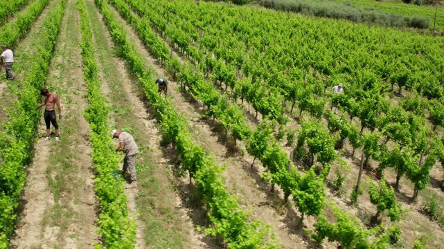 aerial footage of group of farmers manually working in the rows of a large vineyard on a sunny day