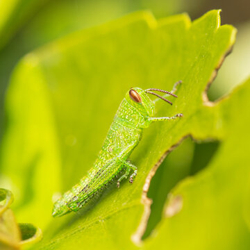 The giant grasshopper nymph is the juvenile stage of the Giant Grasshopper or Valanga irregularis and is Australia's largest grasshopper.