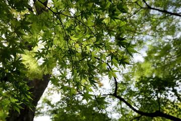Fototapeta premium 新緑のモミジを見上げる 木漏れ日と緑の自然風景 / Fresh green maple leaves with sunlight filtering through the forest canopy