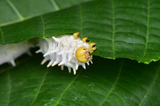 ORUGAS DE MARIPOSA