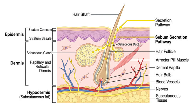 Human Skin Anatomy Diagram: Epidermis, Dermis, Hypodermis, Hair Follicle