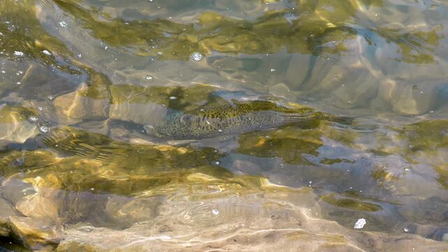 Looking down at the ripping of the Provo River seeing a fish as a brown trout is just under the surface of the water.