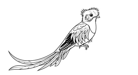 Fototapeta premium Black and white line art illustration of a Resplendent Quetzal bird, isolated on a white background. Perfect for coloring books or nature-themed designs.