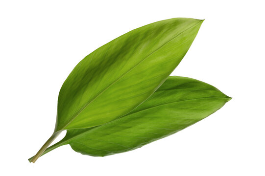 Fresh green turmeric leaves with smooth texture and natural veins. Essential herbal foliage for cooking and traditional medicine, isolated on white background.