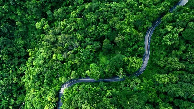 Aerial Forest Road and Sustainable Infrastructure in Tropical Green Landscape